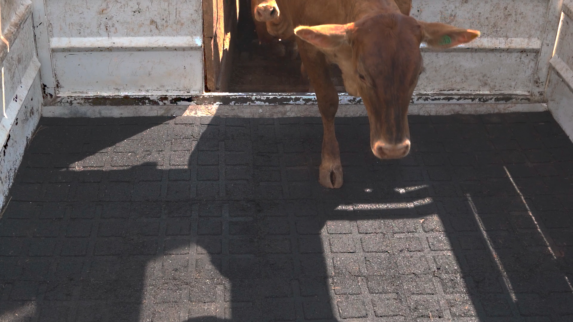 Piso para manejo ganadero